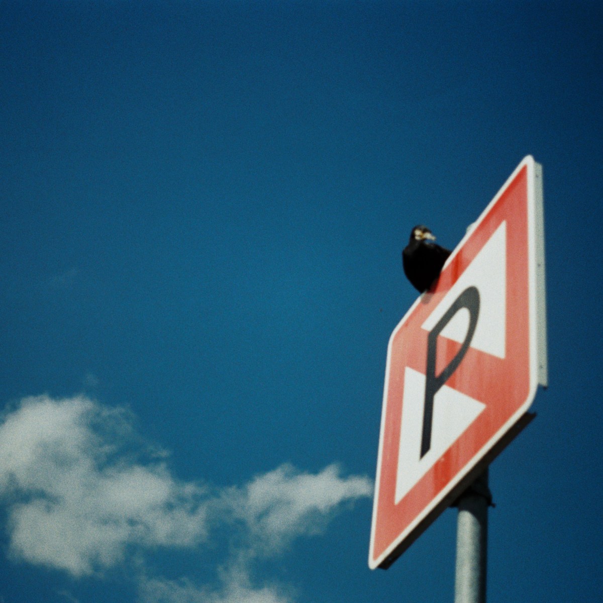 CITY BIRDS