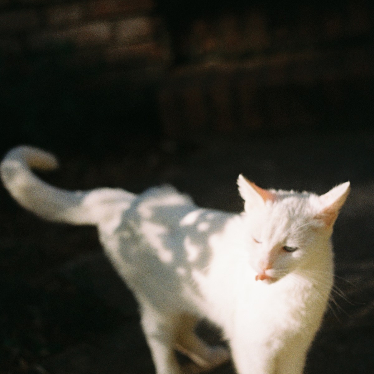 MIMI