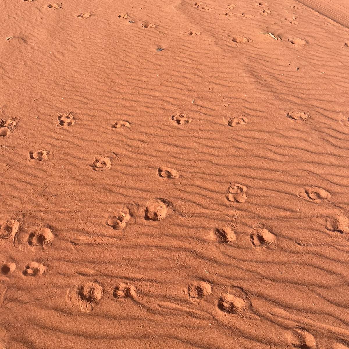DESERT FLOWER